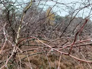 Menno 01 Winterbos